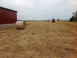 小麦収穫終了