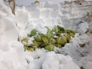 雪の下キャベツ